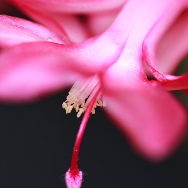 身近な花